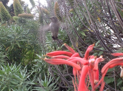 hummingbird plant bird