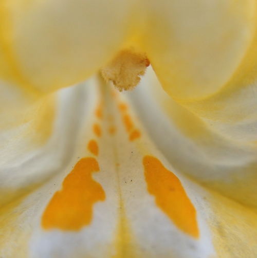 M aurantiacus nectar guides
